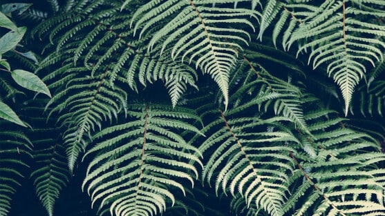 ferns in shade
