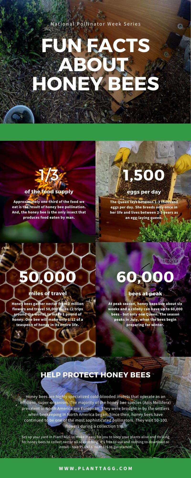 fun facts about honey bees