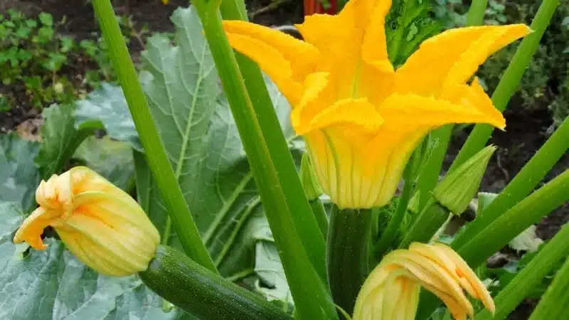 growing vegetables - zucchini