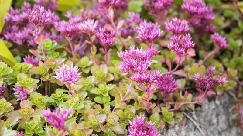 Stonecrop Plants Attract Butterflies