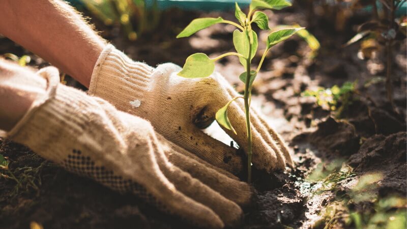 two hands in gardening gloves planting a seedling