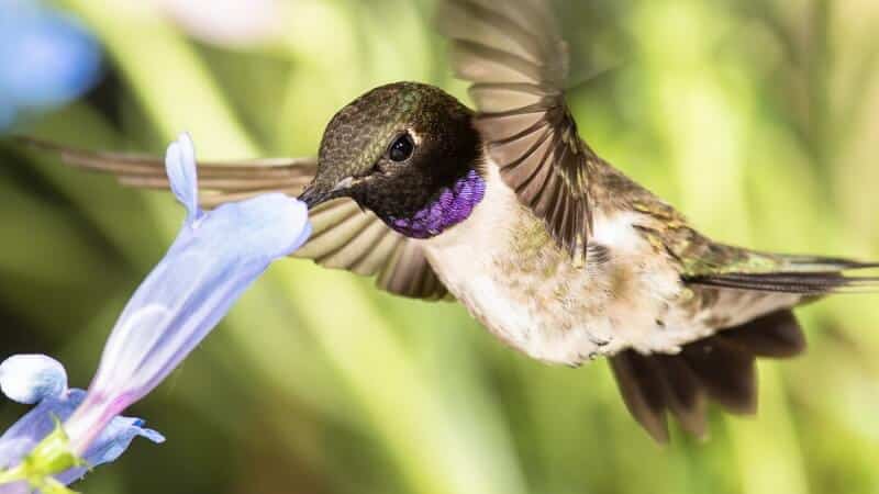 tubular flower attracts hummingbird