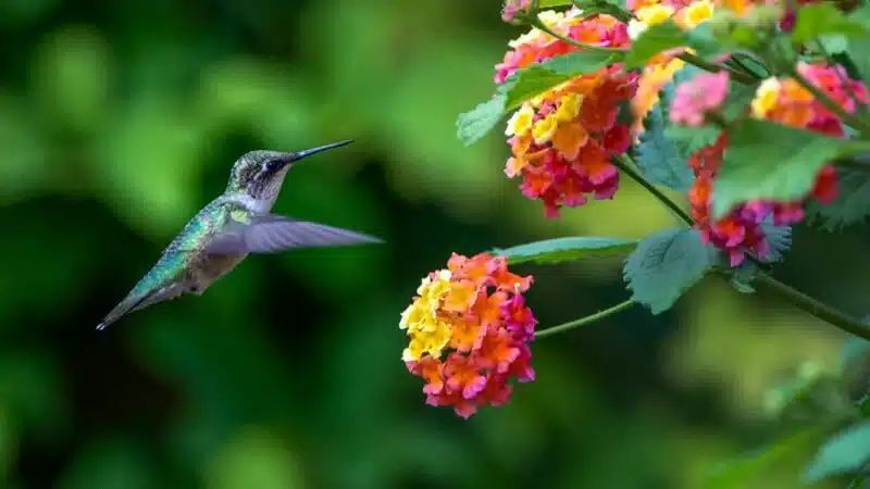 How to Create a Yard and Garden that Attracts Hummingbirds - PlantTAGG Blog