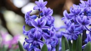 Hyacinth - not for a dog-friendly yard