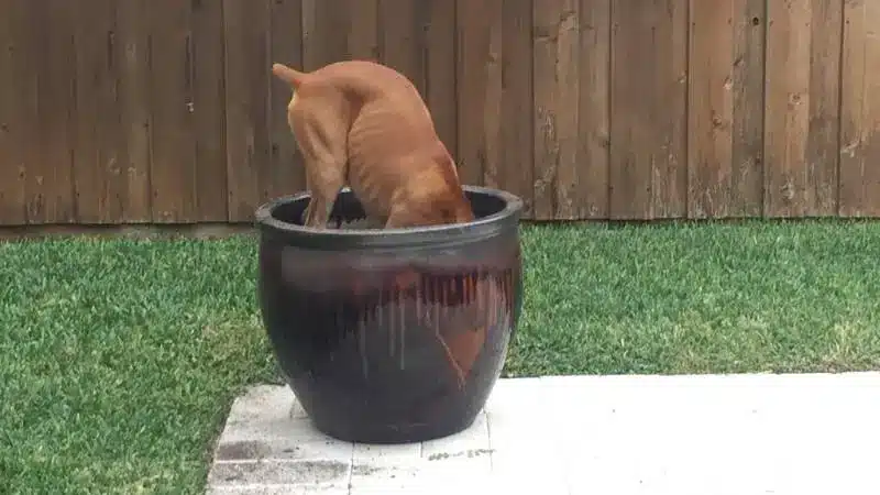 dog friendly yard - dog with head in a pot