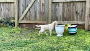 dog friendly yard - puppy looking in pots