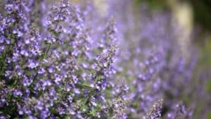 keep deer away with catmint