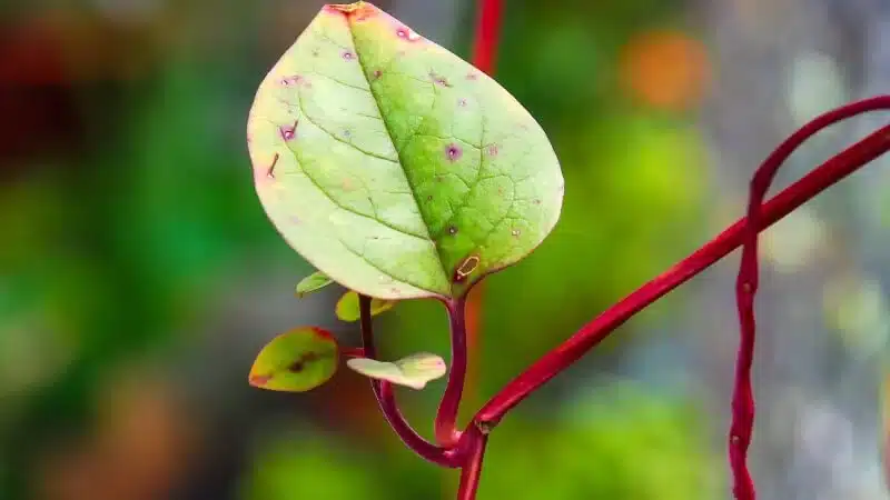 growing vegetables - Malabar Spinach
