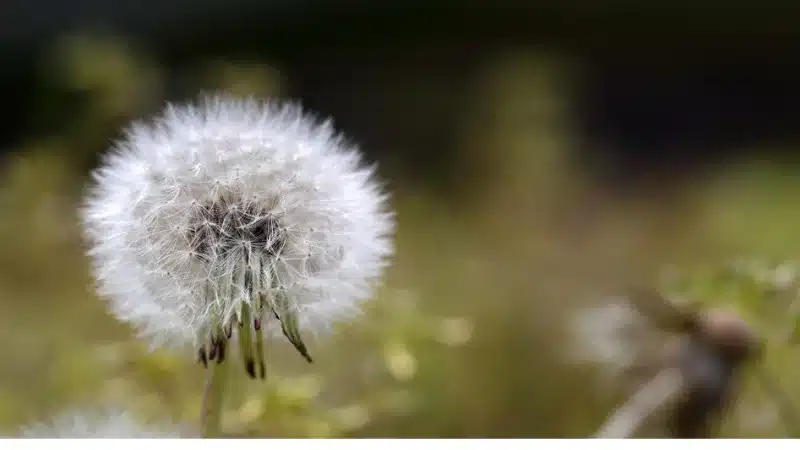 dandelion weeds