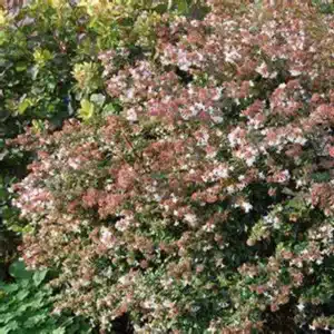 Glossy-Abelia-001