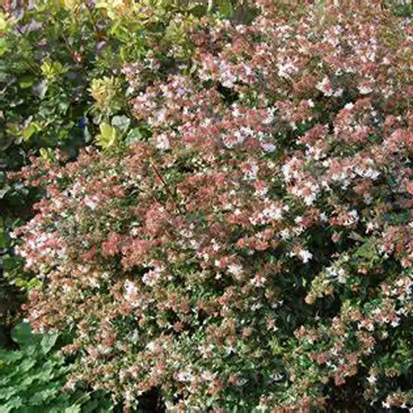 Glossy-Abelia-001