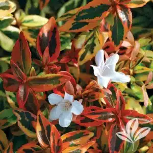Glossy-Abelia-002