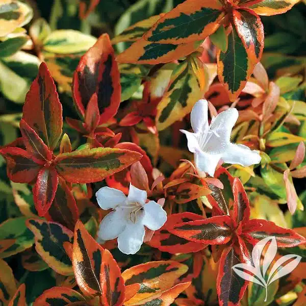 Glossy-Abelia-002