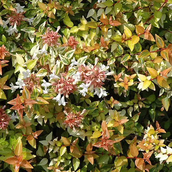 Glossy-Abelia-003