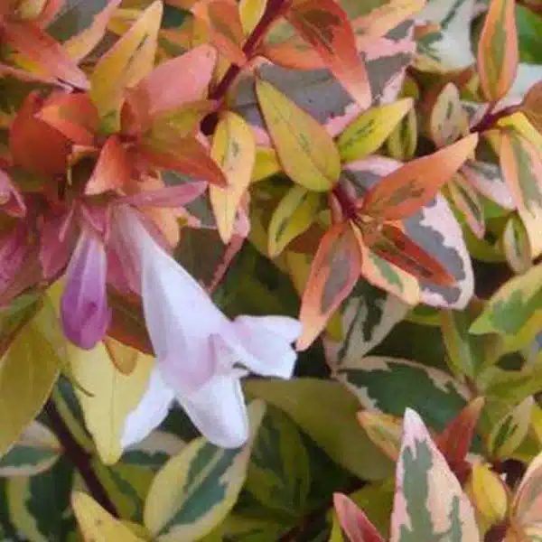 Glossy-Abelia-004