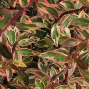 Glossy-Abelia-005
