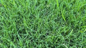 bermuda grass turfgrass