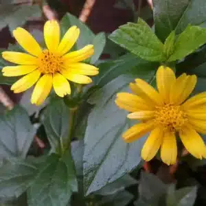 WI0f1ea1d80756b38ae50e846cf25b1c80.jpg.jpg