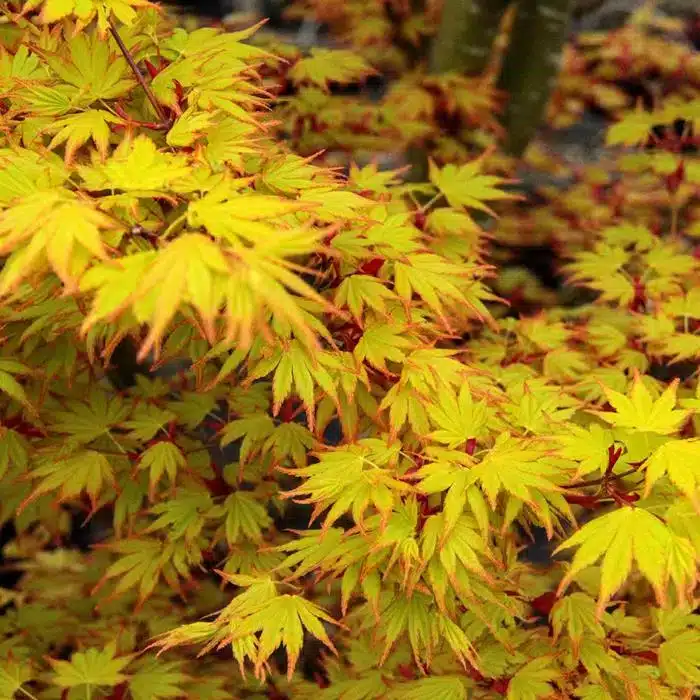 WI1.-Acer-palmatum-Orange-Dream-1.jpg.jpg