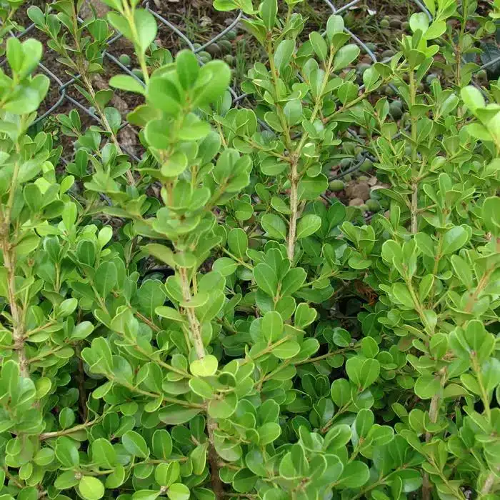 WI100-170-Buxus-Semperivens.jpg.jpg