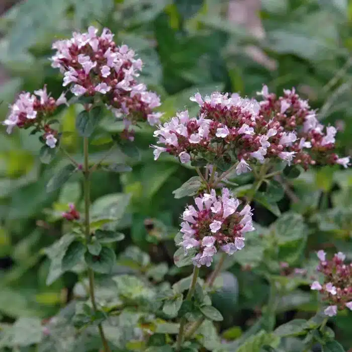 WI125-thickbox_default-Dost-wilder-Oregano-Origanum-vulgare.jpg.jpg