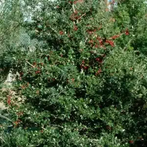WI1608130.jpg.jpg