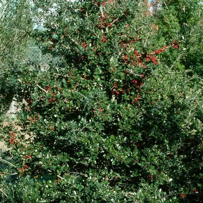 WI1608130.jpg.jpg
