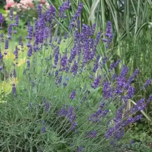 WI1_Lavandula-angustifolia.jpg.jpg
