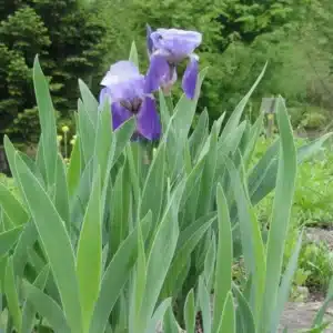 WI74d60e406a6df2d833799d32c53bd669.jpg.jpg