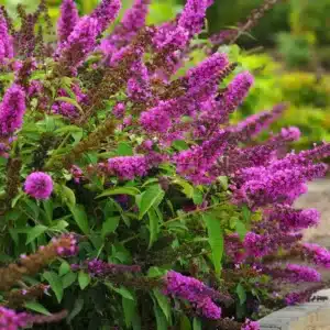 WI9CM_BUDDLEIA_PETITE_TUTTIFRUITI_2_WEB.jpg.jpg