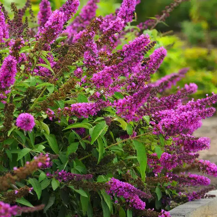 WI9CM_BUDDLEIA_PETITE_TUTTIFRUITI_2_WEB.jpg.jpg