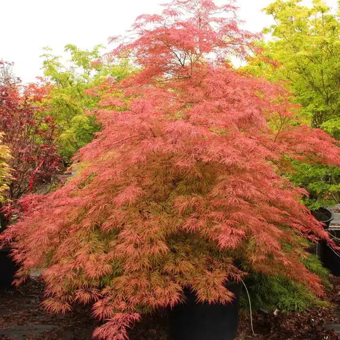 WIAcer-palmatum-Baldsmith-2.jpg.jpg