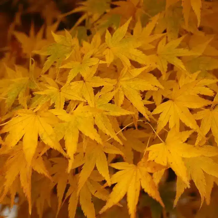 WIAcer-palmatum-Shidava-Gold-5r.jpg.jpg