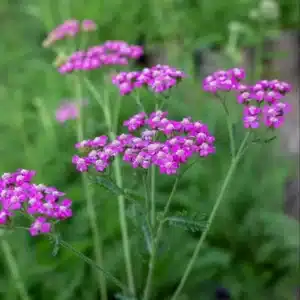 WIAchillea-Lilac-Beauty-scaled-e1597658333148.jpg.jpg