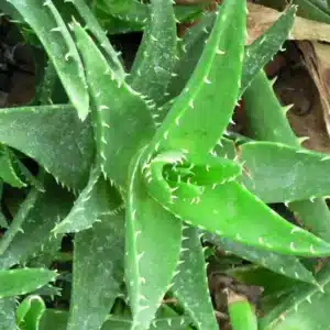 WIAloe-01.jpg.jpg