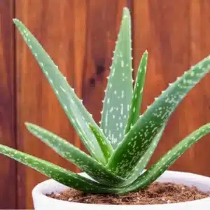 WIAloe-Vera-Plant-2048x1365.jpg.jpg