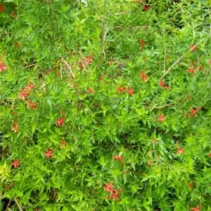 WIAnisacanthus-quadrifidus-var.-wrightiiHummingbird-Bush4-1536x1152.jpg.jpg