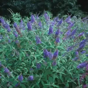 WIBuddleia-Ellens-Blue-1_1080_1080_60.jpg.jpg