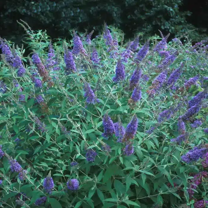 WIBuddleia-Ellens-Blue-1_1080_1080_60.jpg.jpg