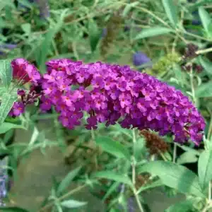 WIBuddleia-Royal-Red-848092-1.jpg.jpg