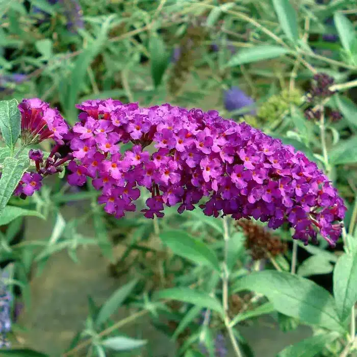 WIBuddleia-Royal-Red-848092-1.jpg.jpg