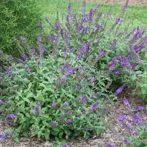 WIButterfly-Bush-Buddleia-Davidii-desert-horizon-nursery.jpg.jpg