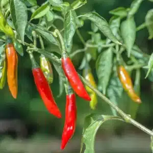 WICapsicum-300.jpg.jpg