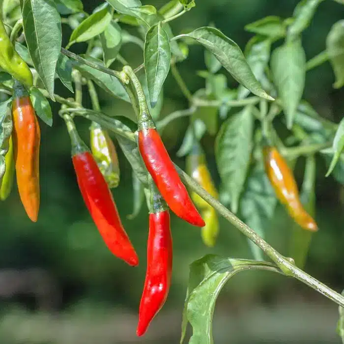 WICapsicum-300.jpg.jpg