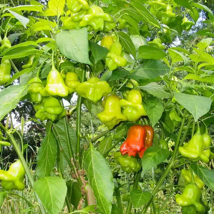 WICapsicum-406.jpg.jpg
