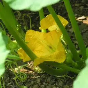 WICucurbita_pepo-D6A485507C.jpg.jpg