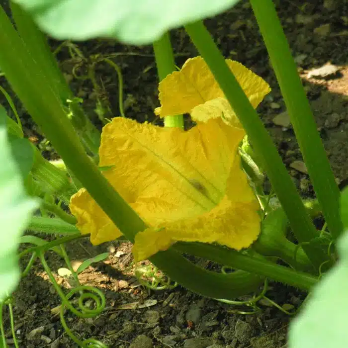 WICucurbita_pepo-D6A485507C.jpg.jpg