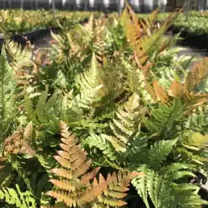 WIDryopteris-Autumn-Fern.jpg.jpg