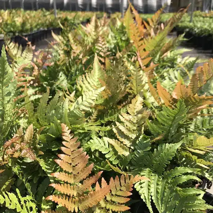 WIDryopteris-Autumn-Fern.jpg.jpg