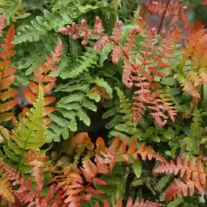 WIDryopteris-Brilliance-fronds-square-6-12-2013-10-36-032-6-12-2013-10-36-31-AM-2585x2592-1021x1024.jpg.jpg